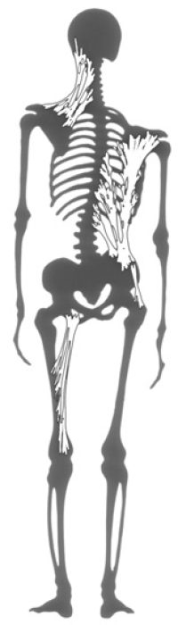 fascia skeleton